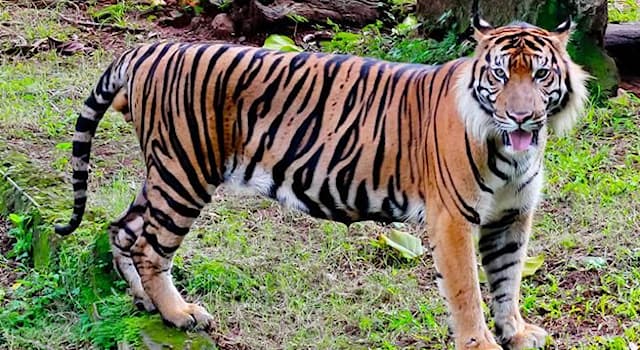 Doğa Trivia Sorusu: Bu Kedinin Adı Nedir?