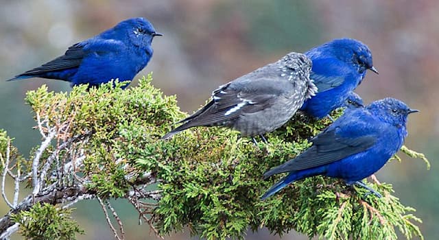 Natuur Trivia Vraag: Hoe heet deze musachtige vogel?