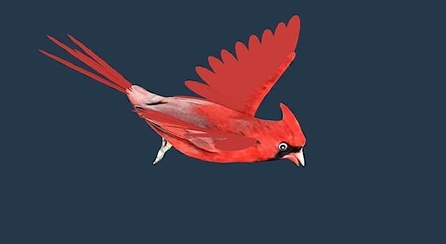 natura Pytanie-Ciekawostka: Jak nazywa się ten gatunek ptaka z rodziny kardynałów?
