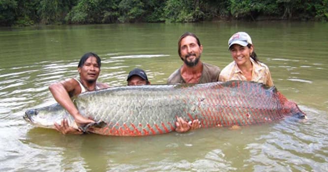 Naturaleza Pregunta Trivia: ¿Cuál es el pez más grande del Amazonas?