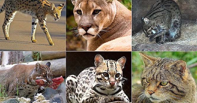 Naturaleza Pregunta Trivia: ¿Cuál es el tercer felino más grande, después del tigre y el león?