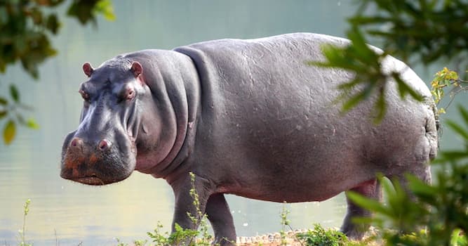 Nature Question: De quelle couleur est le lait d'hippopotame ?