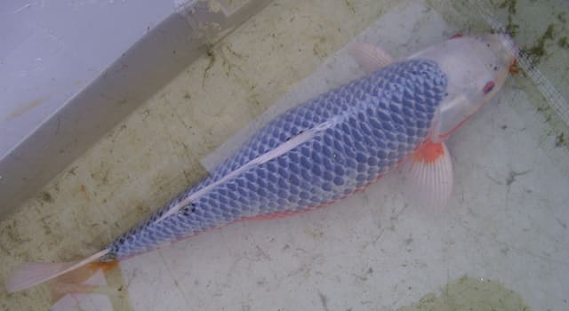 Naturaleza Pregunta Trivia: ¿De qué pez es el koi una variedad criada por el hombre?