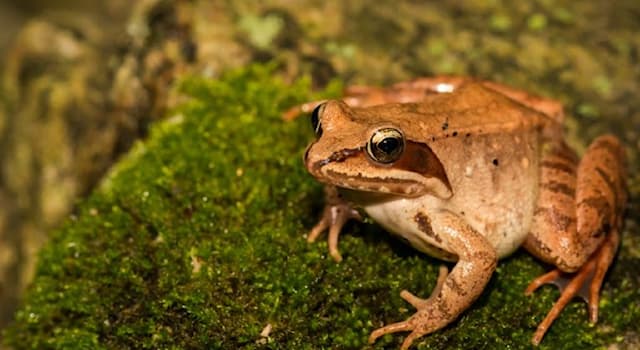 Nature Trivia Question: For how long can the Alaskan wood frog hold in its urine?