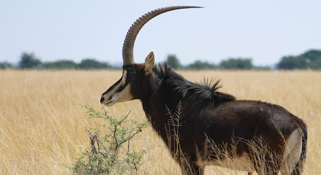 Natur Wissensfrage: Wo ist die Rappenantilope beheimatet?