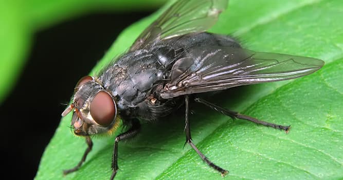 Природа Вопрос: Где у мухи находятся органы вкуса?