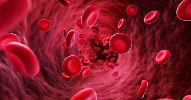 Science Trivia Question: How long does a human red blood cell survive?