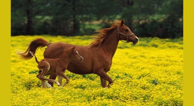 Nature Trivia Question: How many chromosomes does a horse have?