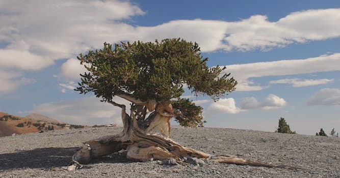 Nature Trivia Question: How old are existing Great Basin Bristlecone Pine trees?
