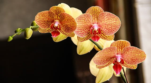 Nature Trivia Question: To which family do plants of the genus Phalaenopsis belong?