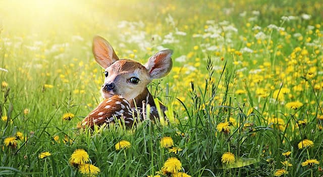 Movies & TV Trivia Question: What is the name of the Disney cartoon about the adventures of a young deer?