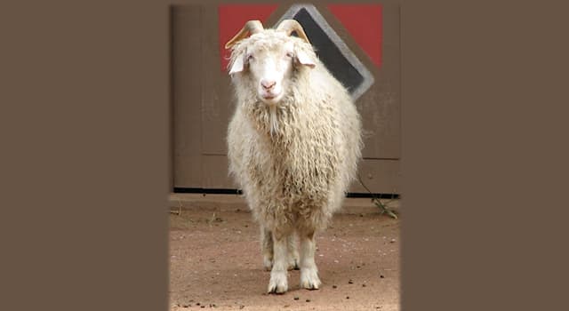 Culture Trivia Question: What is a fabric or yarn made from the hair of the Angora goat called?