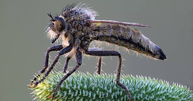 Природа Вопрос: Как называется ядовитая муха, которая охотится за мелкими насекомыми?