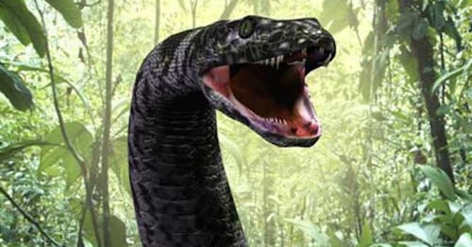 Природа Вопрос: Как называлась самая большая змея, жившая на планете?