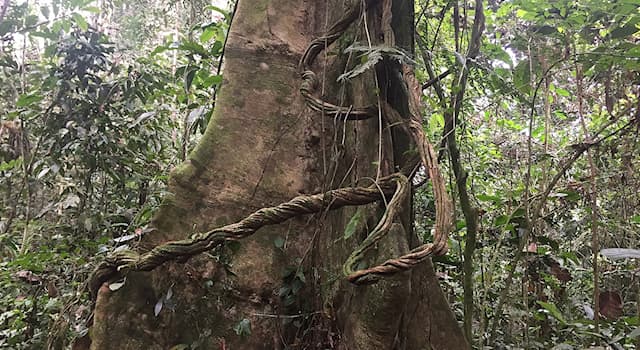 Nature Trivia Question: What is a woody climbing plant that hangs from trees, especially in tropical rainforests called?