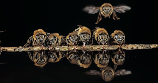 Природа Вопрос: Как японские пчёлы борются против нападения гигантских шершней?
