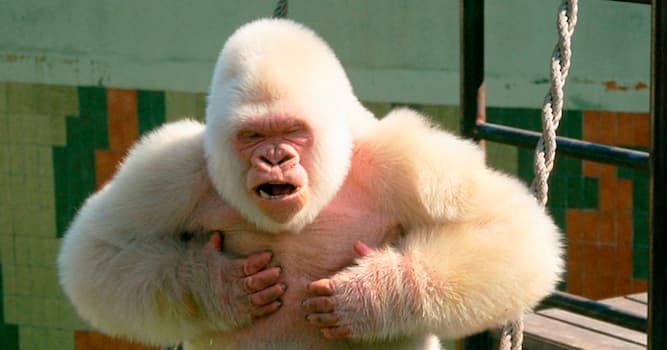 Nature Trivia Question: What was the name of the world's only known albino gorilla?