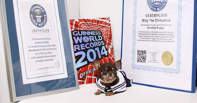 Природа Вопрос: Как звали собаку породы чихуахуа, попавшую в 2014 году в книгу рекордов Гиннесса как самая маленькая?