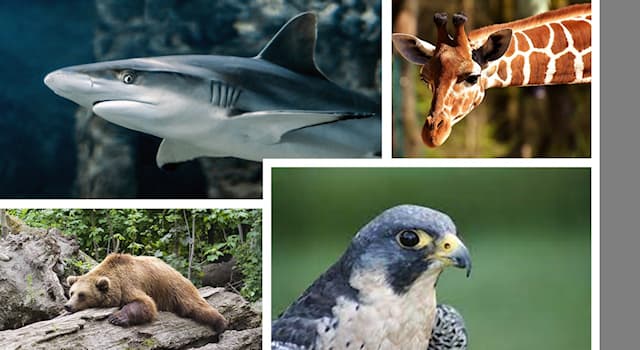 Nature Trivia Question: Which animal is "cold-blooded"?