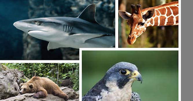 Природа Вопрос: Какое животное из перечисленных является холоднокровным?