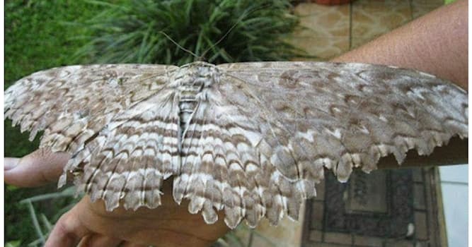 Природа Вопрос: Какой размах крыльев у самой большой бабочки в мире?
