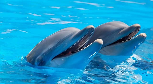 Природа Вопрос: Какую рыбу употребляют дельфины для получения наркотического удовольствия?