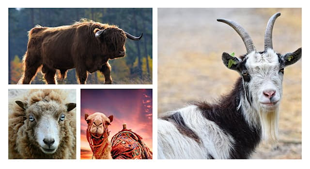 Nature Trivia Question: Which of the following animals belongs to cattle?