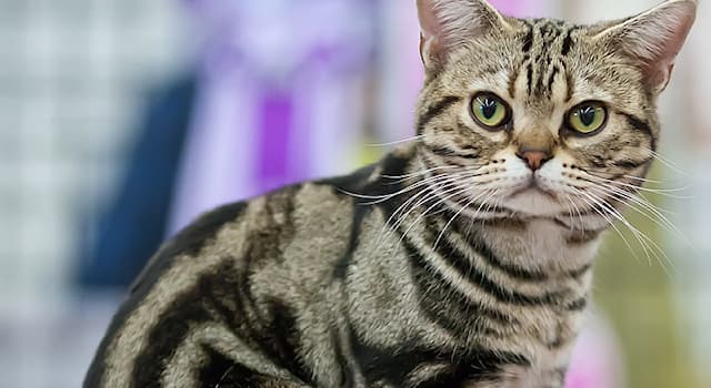 natura Pytanie-Ciekawostka: Z jakiego kraju pochodzi rasa kota American Shorthair?