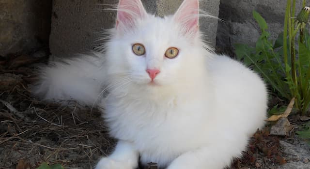 Doğa Trivia Sorusu: Türk Ankara kedisi hangi ülkeye özgü bir kedi ırkıdır?