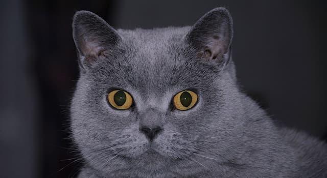 Nature Trivia Question: The British Shorthair cat breed originates from which territory?