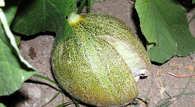 Natur Triviafråga: Cantaloupe är en sort av vilken frukt?