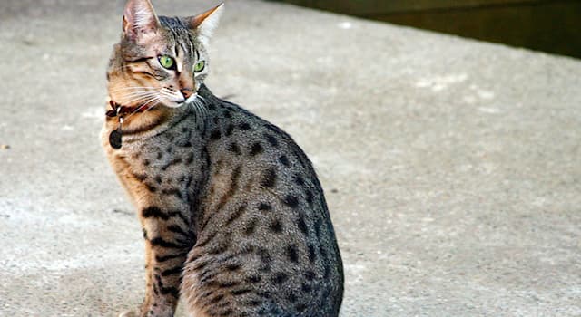 Doğa Trivia Sorusu: Mısır Mau kedisi hangi ülkeden gelir?