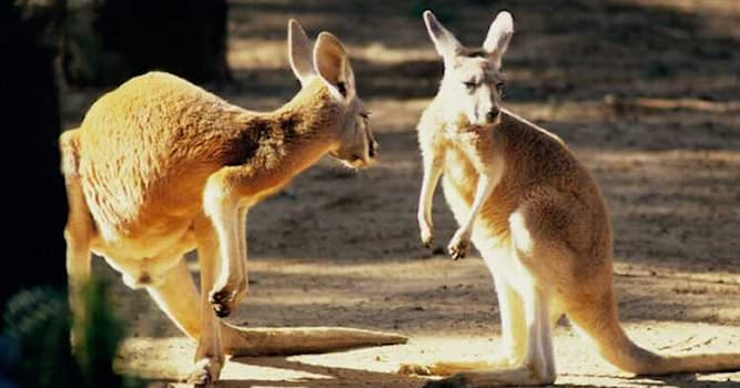 Nature Trivia Question: To which continent are kangaroos indigenous?
