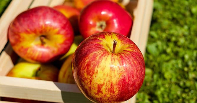 Природа Вопрос: Название какого сорта яблок в переводе означает "золотой"?