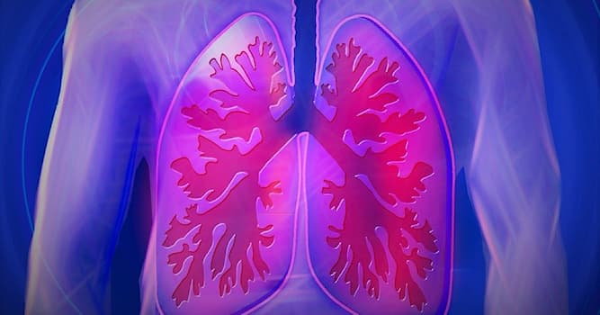 Наука Вопрос: Почему органы воздушного дыхания у многих животных - лёгкие называются именно так?