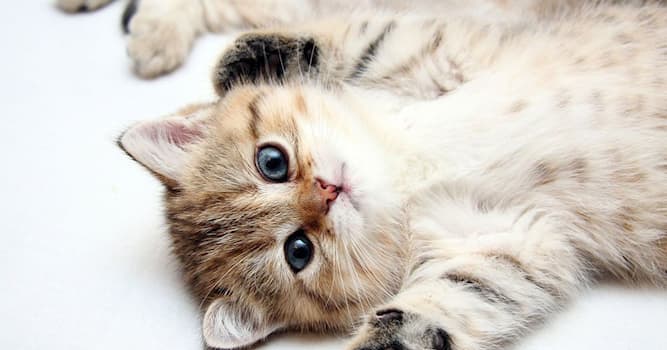 Scienza Domande: Perché gli occhi dei gatti brillano al buio?