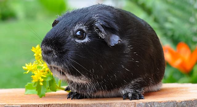 Nature Trivia Question: Why is it illegal to own one guinea pig in Switzerland?