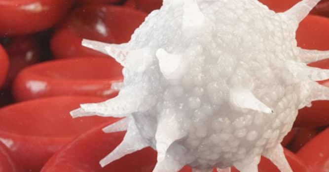 Bilim Trivia Sorusu: Beyaz kan hücreleri neden önemlidir?