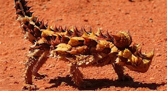 Nature Question: Pourquoi ce lézard australien (le diable cornu) suscite l’attention de la communauté scientifique ?