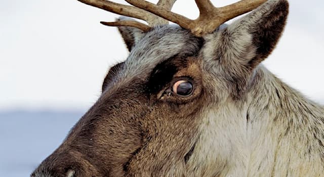 Природа Вопрос: Правда ли, что у северного оленя глаза меняют свой цвет?
