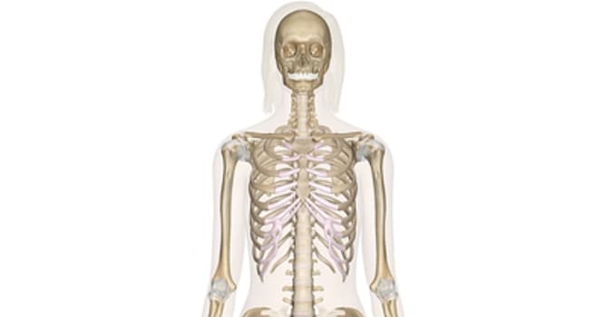 Vetenskap Triviafråga: Vilket är det längsta benet i människokroppen?