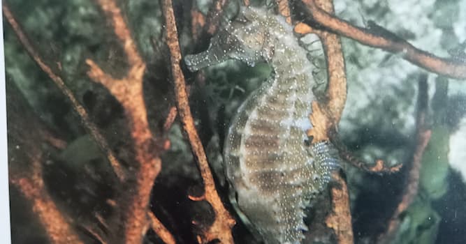 Doğa Trivia Sorusu: Doğum Yapan Tek Erkek Hayvan Hangisidir?