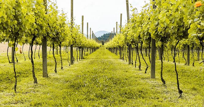 Natuur Trivia Vraag: Wat is de naam van de vrucht van de wijnstok?