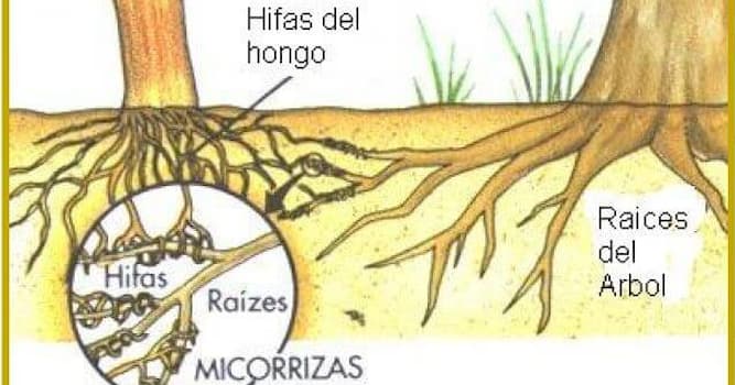 Сiencia Pregunta Trivia: ¿Qué son las micorrizas?
