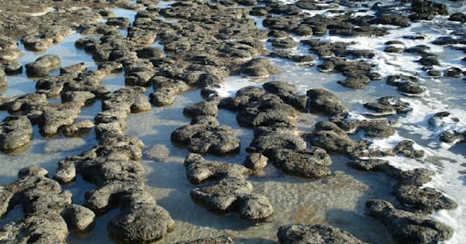 Naturaleza Pregunta Trivia: ¿Qué son los estromatolitos?