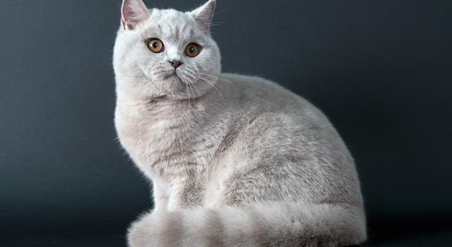 Nature Question: Quel est ce chat à la tête très ronde et aux grands yeux ronds ?
