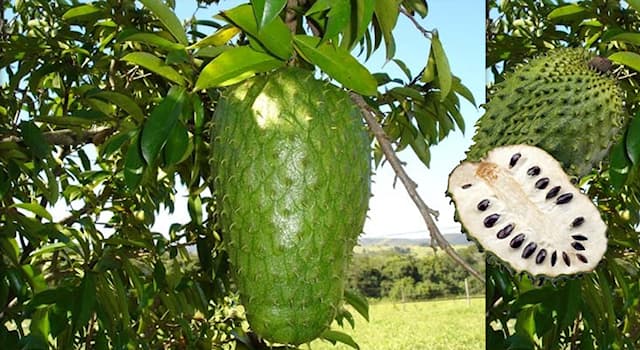 Nature Question: Quel est l’autre nom du corossol ?