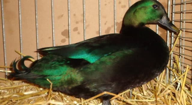Nature Trivia Question: What is the name of this domestic duck?