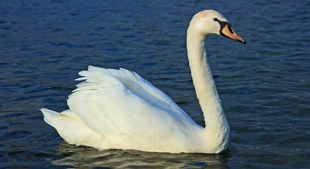 natura Pytanie-Ciekawostka: Jak nazywa się ten ptak?
