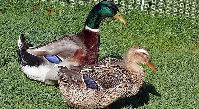 Nature Question: Quelle est la race de ces canards ?